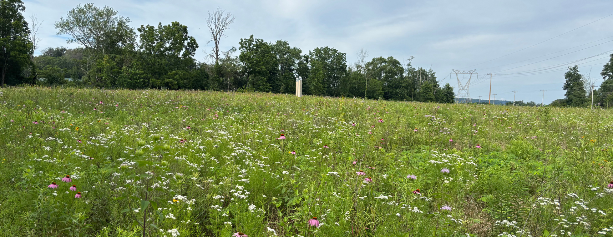 Trailside Art Experience at Croydon Woods Preserve
